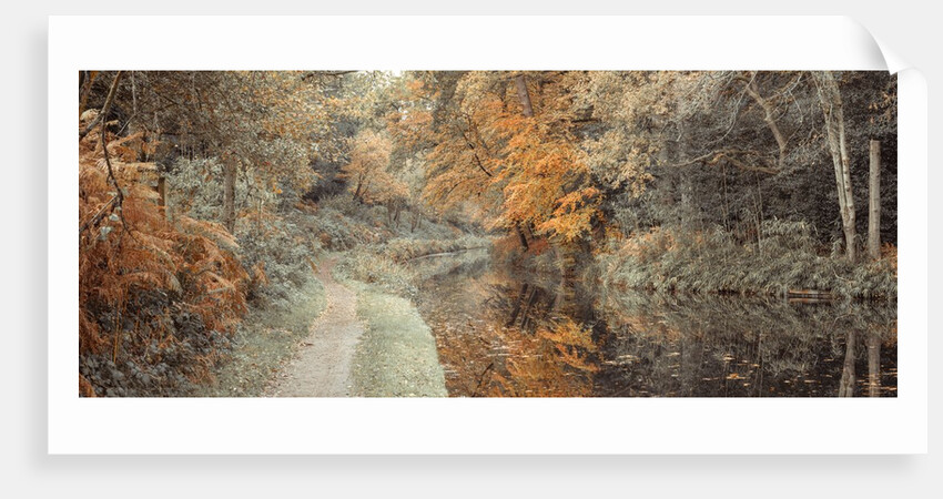 Pathway by canal in Forest by Assaf Frank